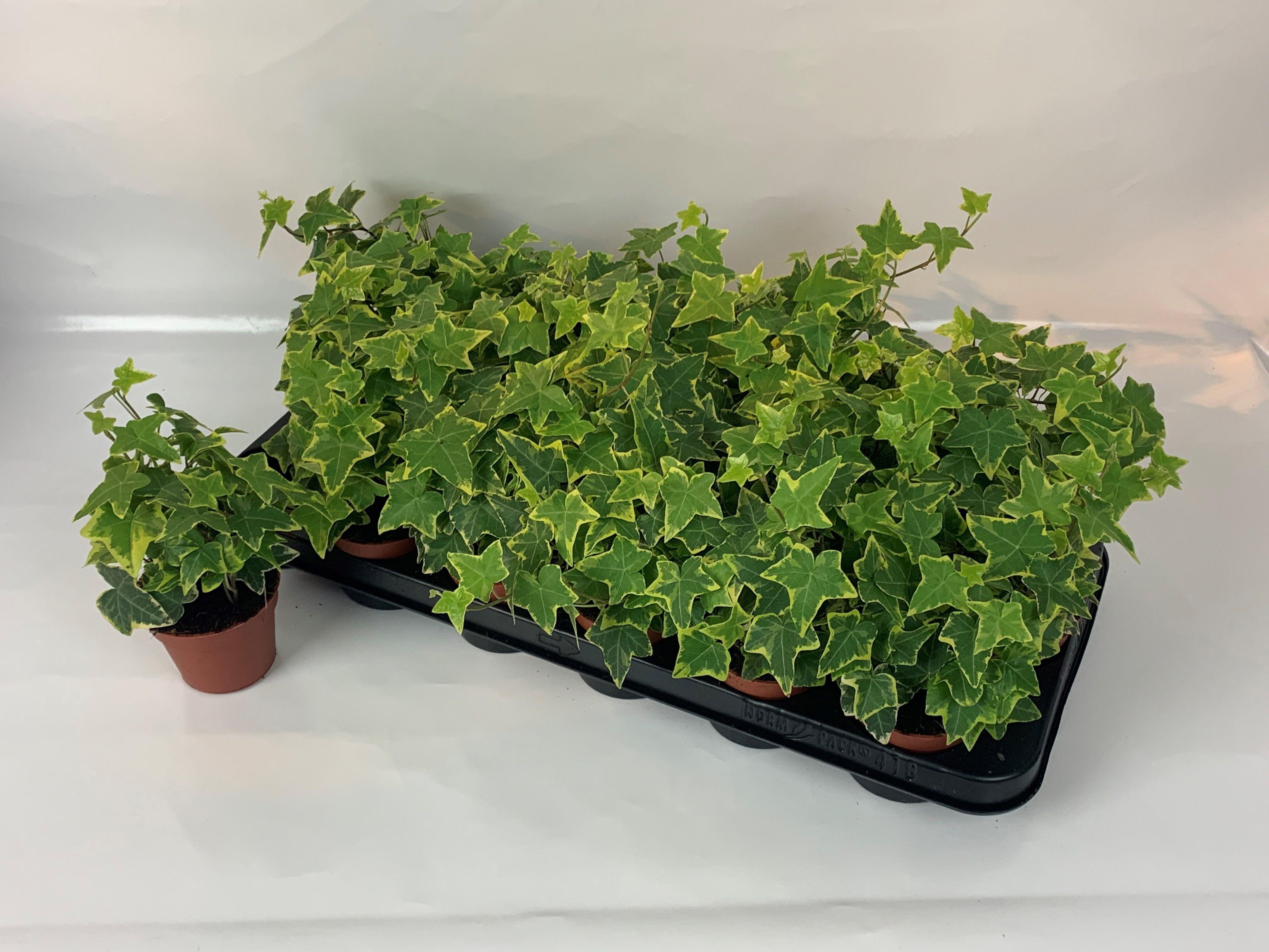 Горшечные цветы и растения оптом Hedera Goldchild от 18шт (для телеги) из Голландии с доставкой по России