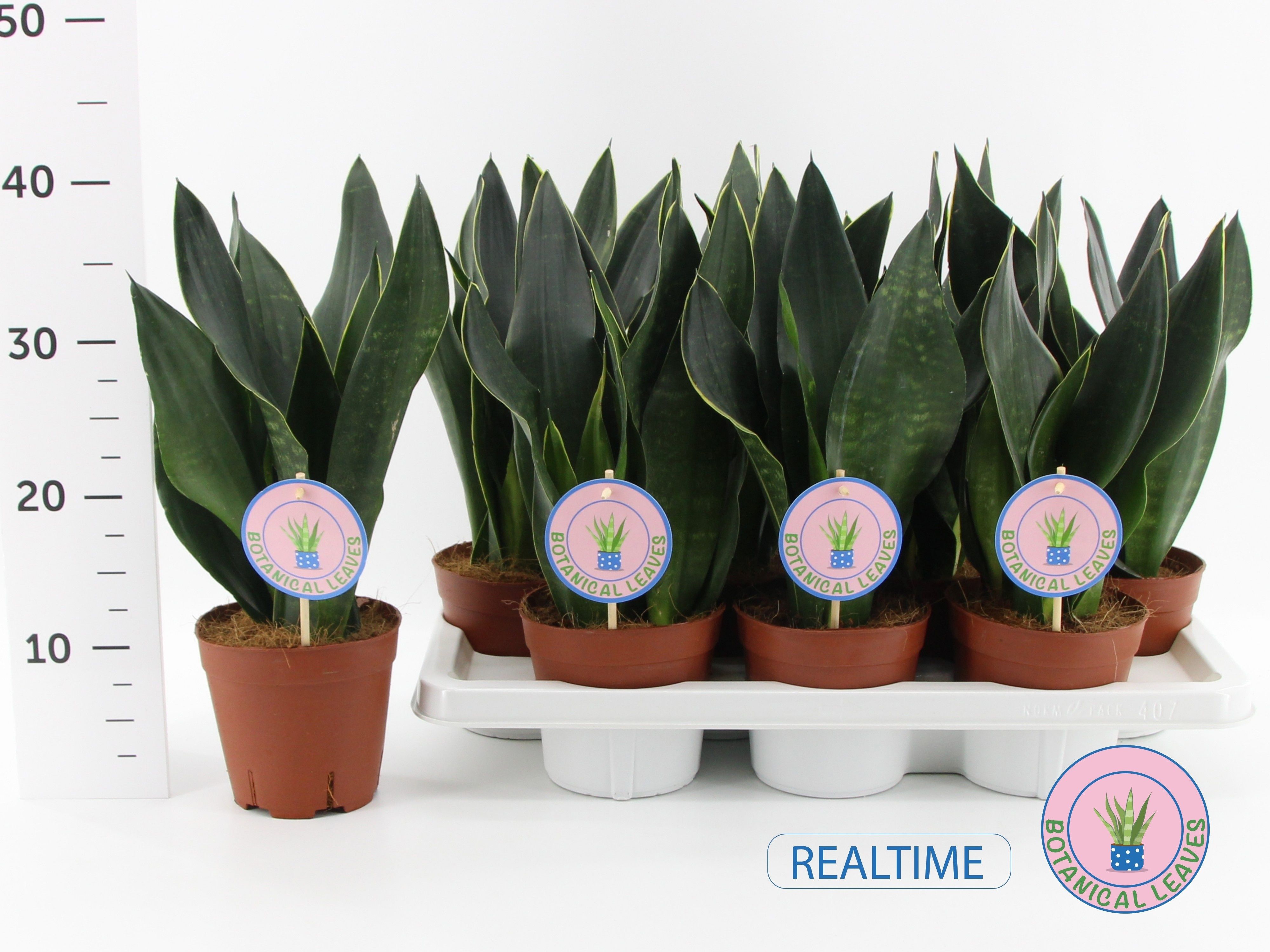 Горшечные цветы и растения оптом Sansev Trifascia  Ov от 7шт из Голландии с доставкой по России