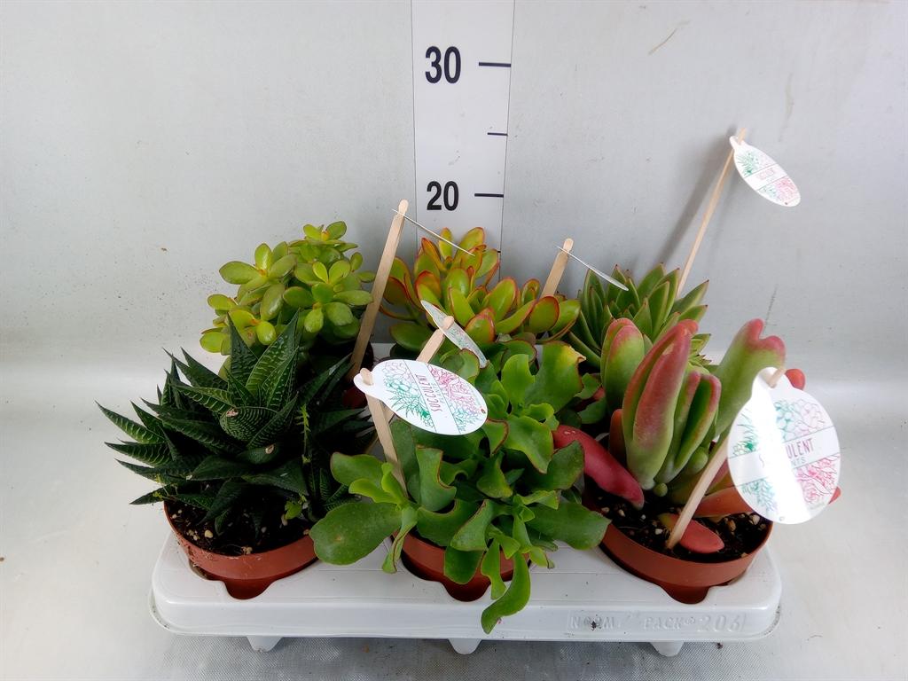 Горшечные цветы и растения оптом Sedum   ...mix от 6шт из Голландии с доставкой по России