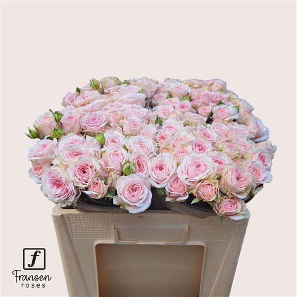 Срезанные цветы оптом Rosa spray rosa loves me with fatal attraction от 40шт из Голландии с доставкой по России