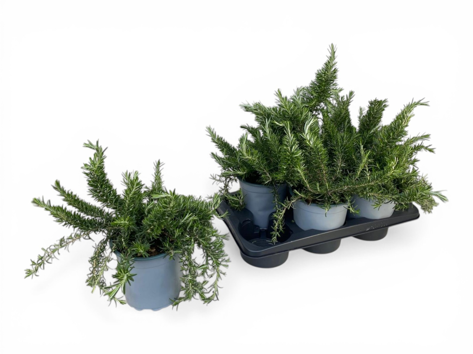 Горшечные цветы и растения оптом Rosmarinus Prostratus Bush от 1шт из Голландии с доставкой по России