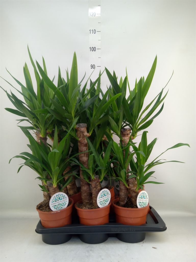 Горшечные цветы и растения оптом Yucca   ... от 6шт из Голландии с доставкой по России