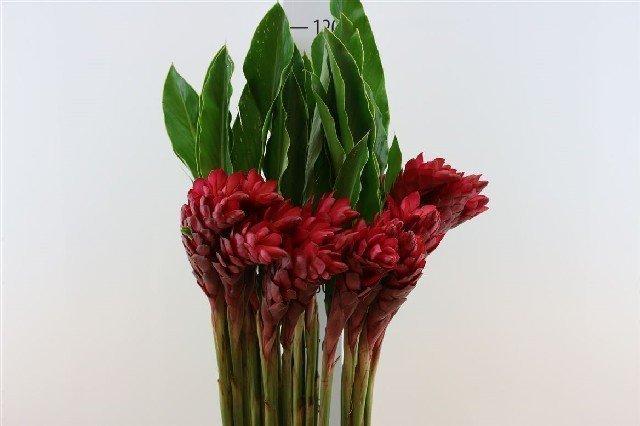 Срезанные цветы оптом Alpinia purpurata red от 30шт из Голландии с доставкой по России