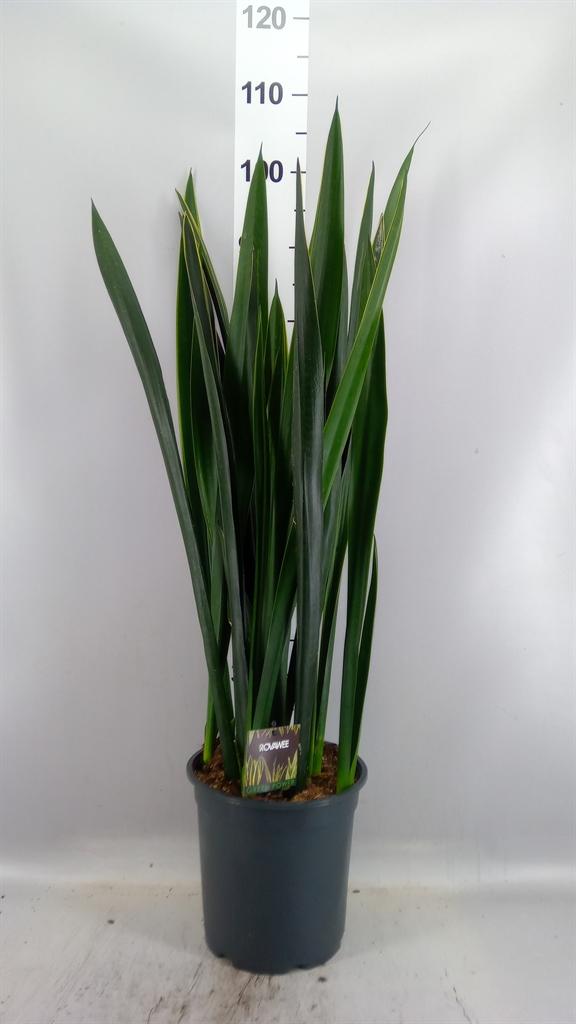 Горшечные цветы и растения оптом Sansevieria ... от 1шт из Голландии с доставкой по России