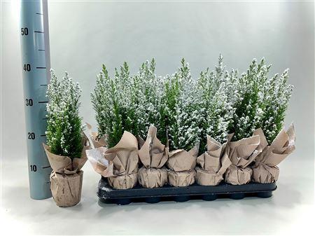 Горшечные цветы и растения оптом Cham L Ellwoodii Met Snow And Deco от 18шт (для телеги) из Голландии с доставкой по России