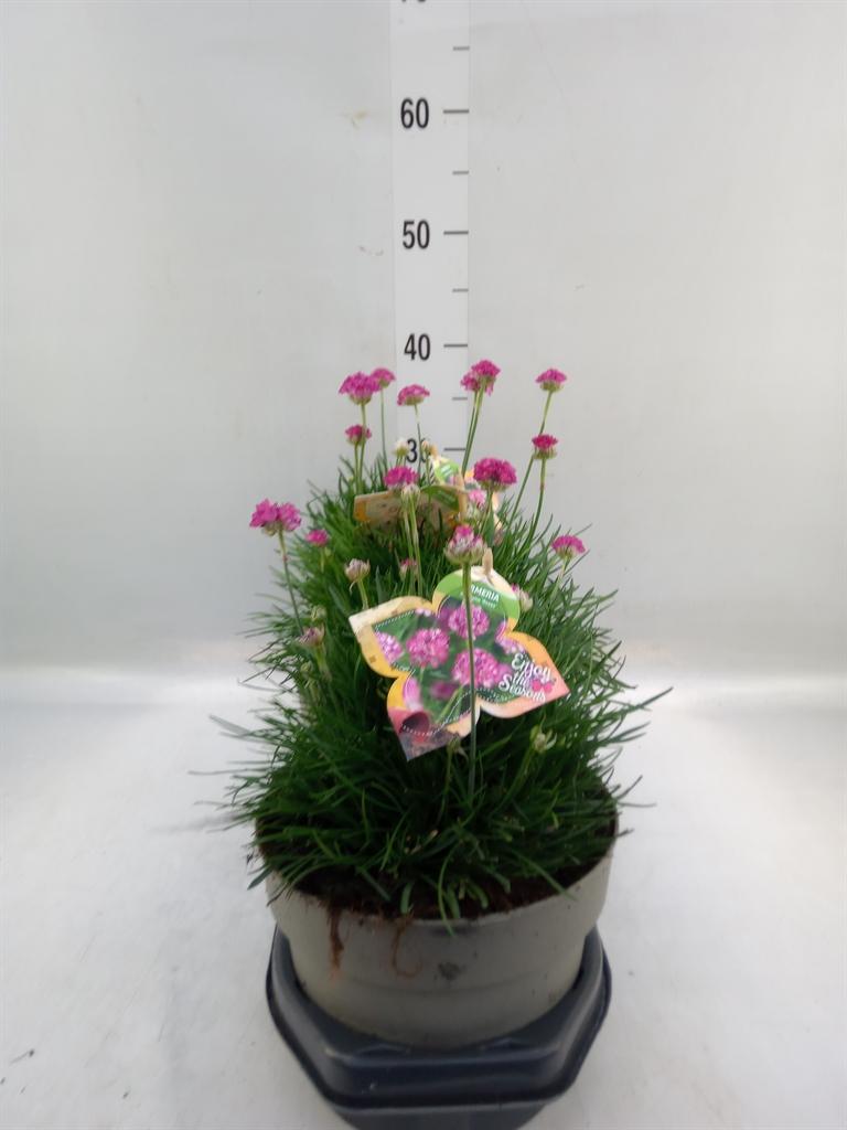 Горшечные цветы и растения оптом Armeria Maritima от 3шт из Голландии с доставкой по России