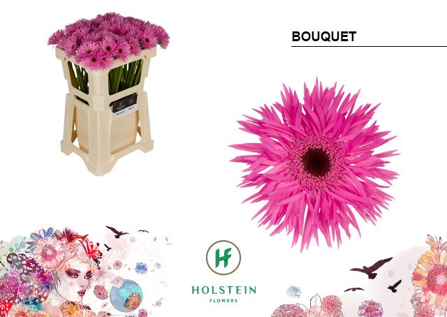 Срезанные цветы оптом Germini gerspider bouquet от 80шт из Голландии с доставкой по России