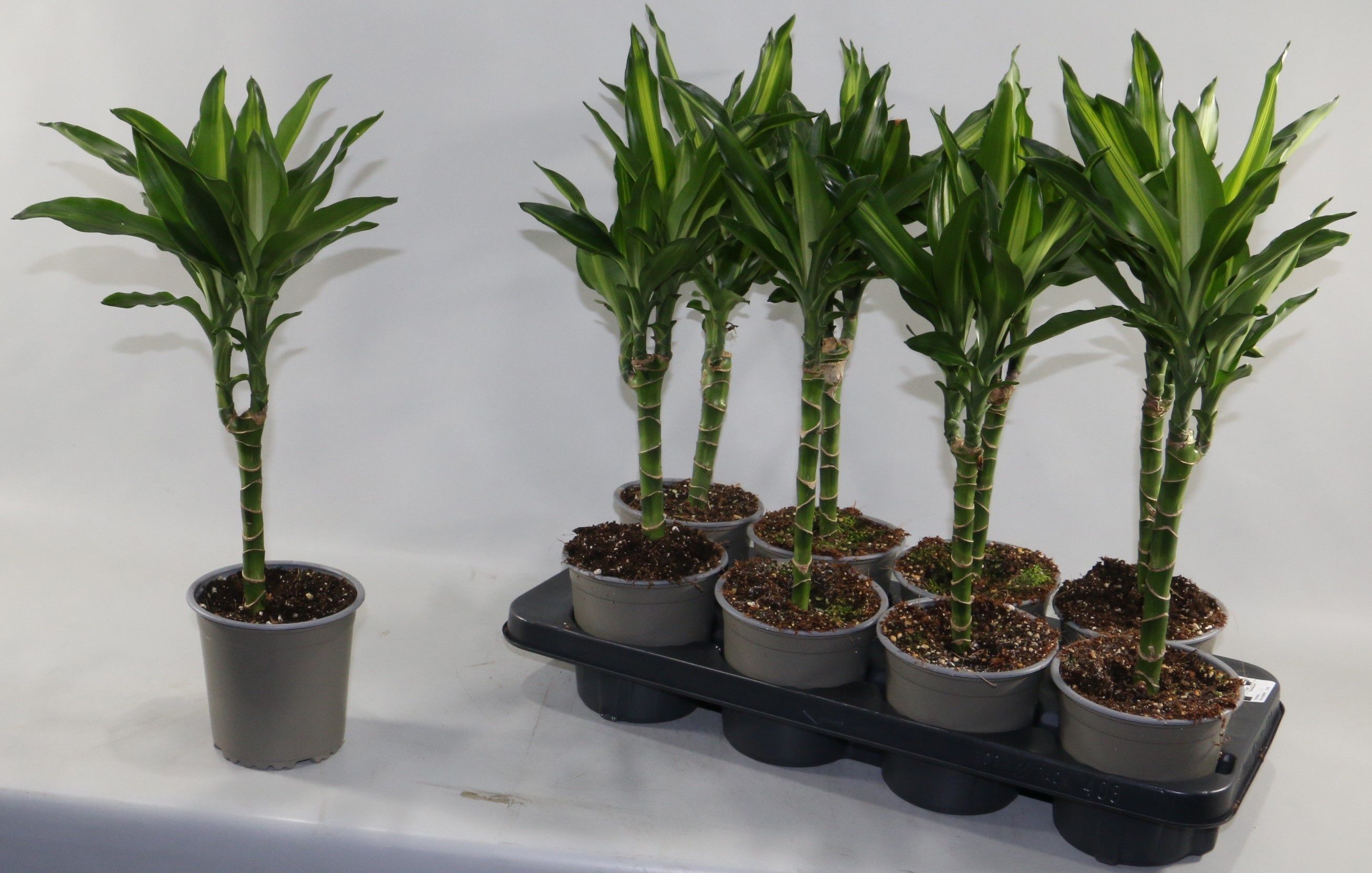 Горшечные цветы и растения оптом Dra Frag Cintho от 8шт из Голландии с доставкой по России