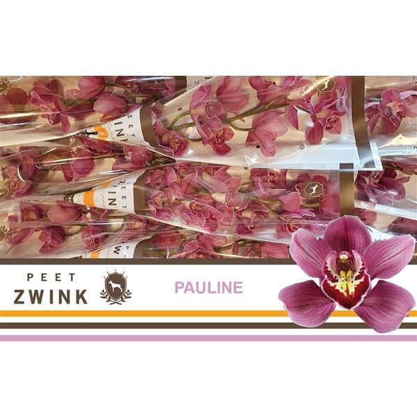 Срезанные цветы оптом Cymbidium pink mrs pauline от 9шт. из Голландии с доставкой по России