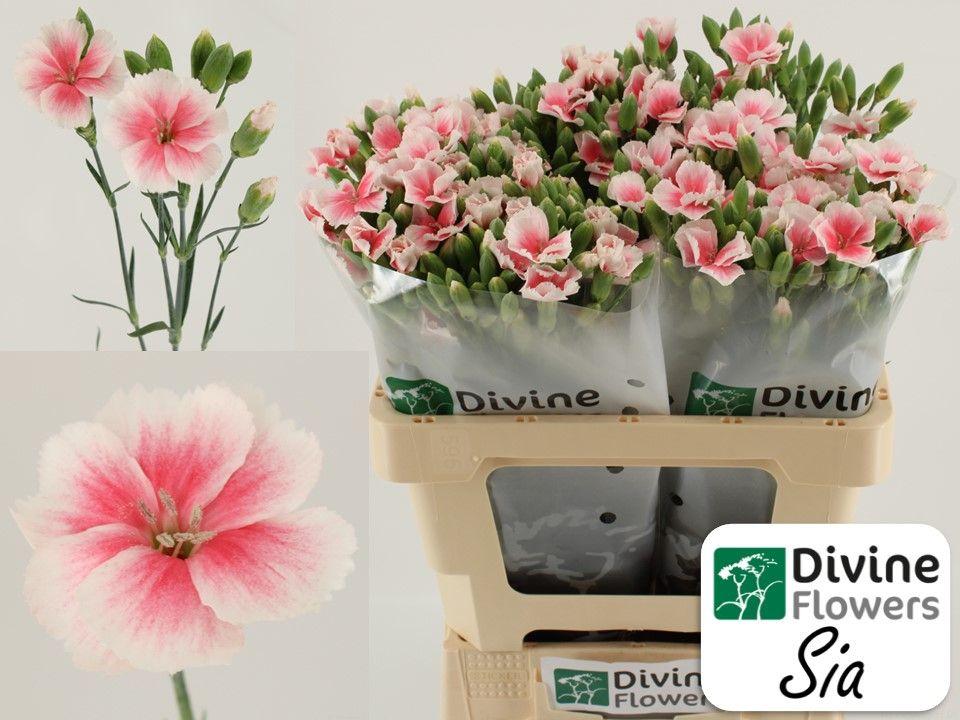 Срезанные цветы оптом Dianthus sp solomio sia от 60шт из Голландии с доставкой по России