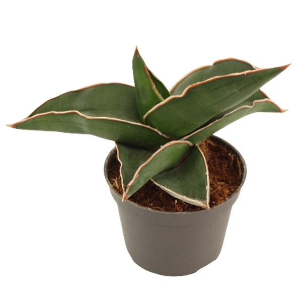 Горшечные цветы и растения оптом Sansevieria Samurai от 14шт (для телеги) из Голландии с доставкой по России