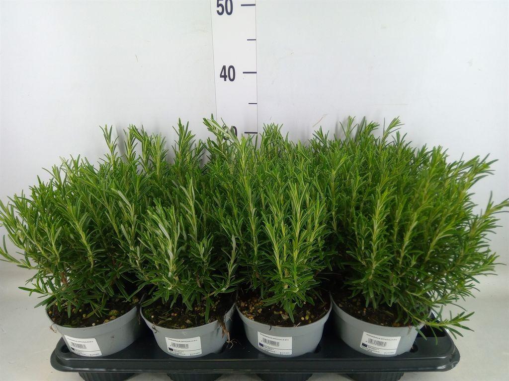 Горшечные цветы и растения оптом Rosmarinus Offi.   ... от 8шт из Голландии с доставкой по России