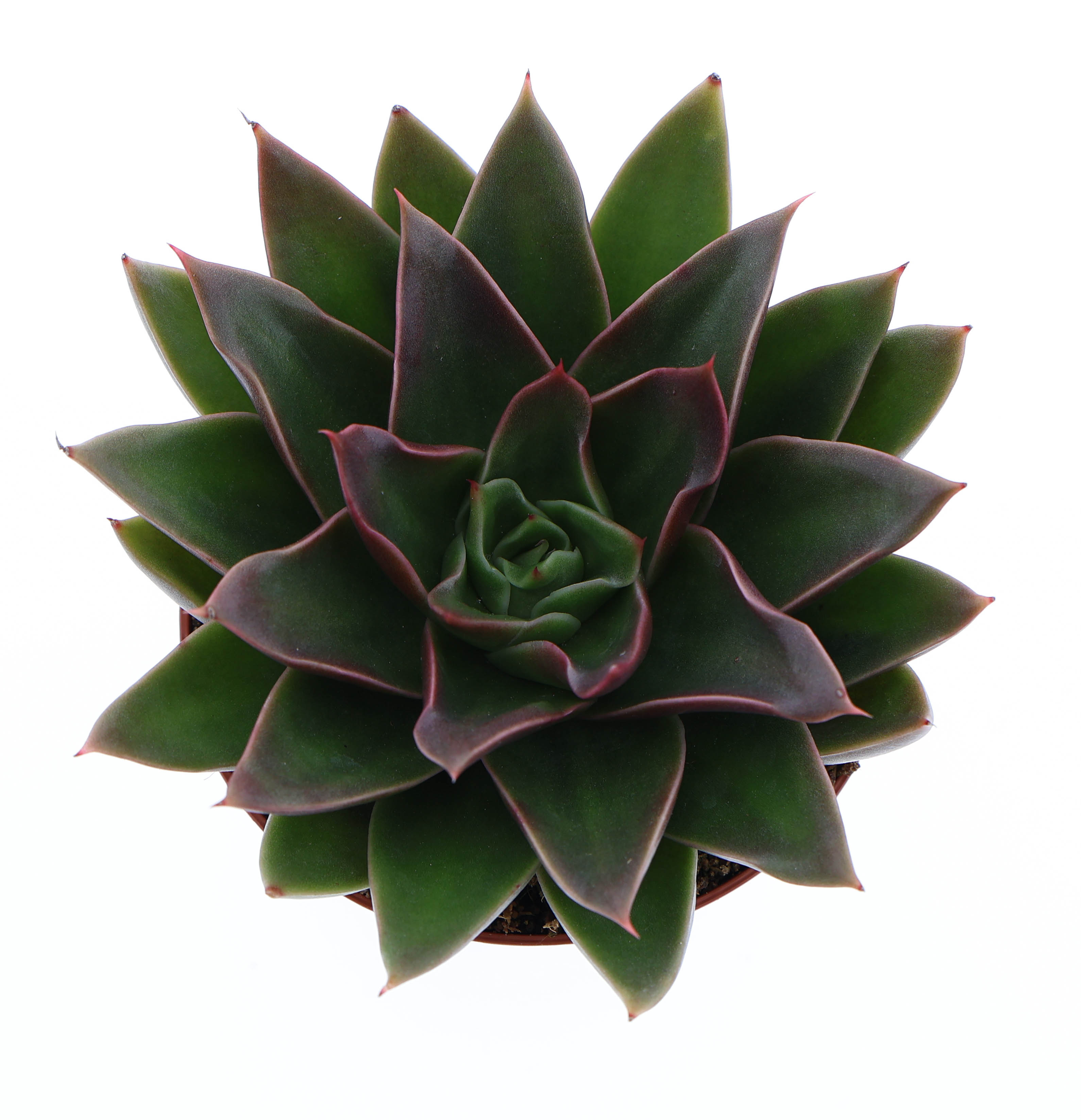 Горшечные цветы и растения оптом Echeveria Mexicana от 12шт (для телеги) из Голландии с доставкой по России