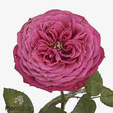 Срезанные цветы оптом Rosa la just more! от 20шт из Голландии с доставкой по России