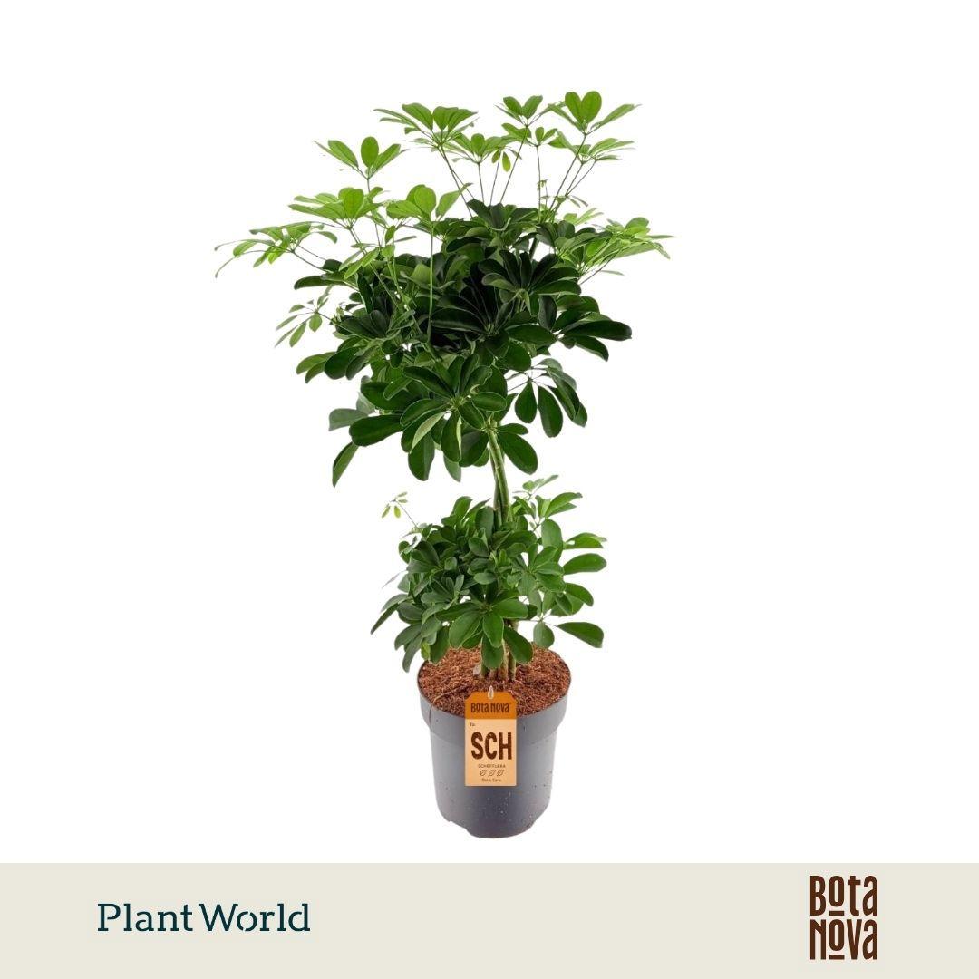 Горшечные цветы и растения оптом Schefflera Nora Vlecht Duo Bol от 1шт из Голландии с доставкой по России