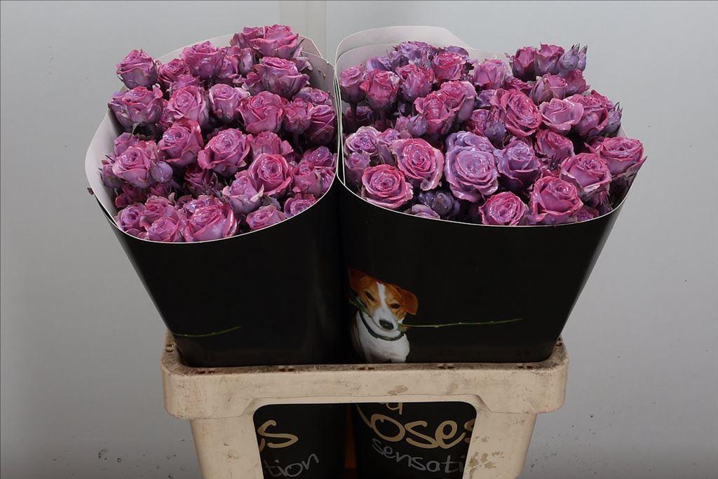 Срезанные цветы оптом Rosa spray wax lavender classic от 20шт из Голландии с доставкой по России