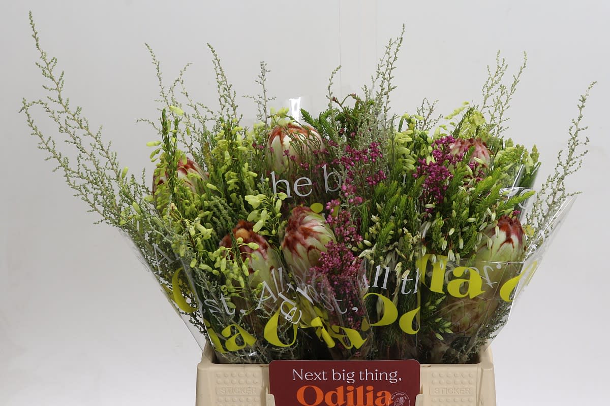 Срезанные цветы оптом Protea bq от 10шт. из Голландии с доставкой по России