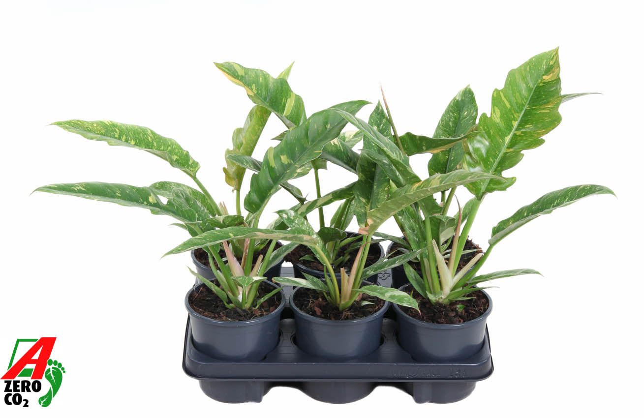 Горшечные цветы и растения оптом Philodendron Ring Of Fire от 6шт из Голландии с доставкой по России