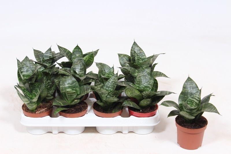 Горшечные цветы и растения оптом Sansevieria Hahnii от 12шт (для телеги) из Голландии с доставкой по России
