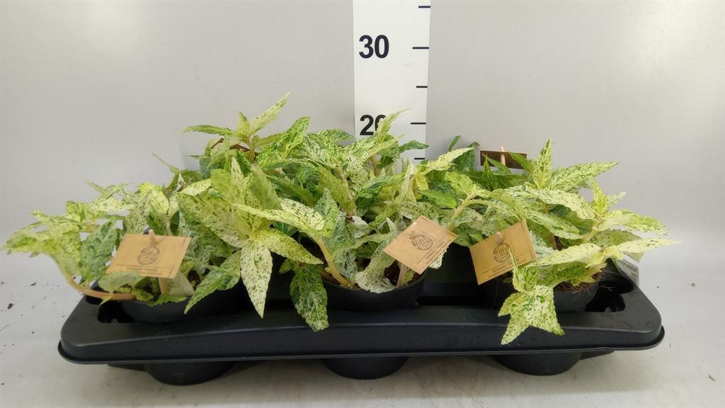 Горшечные цветы и растения оптом Pellionia Repens variegata от 6шт из Голландии с доставкой по России