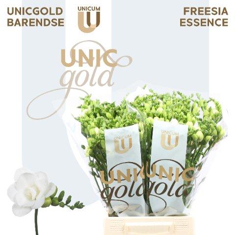 Срезанные цветы оптом Freesia do essence от 50шт из Голландии с доставкой по России