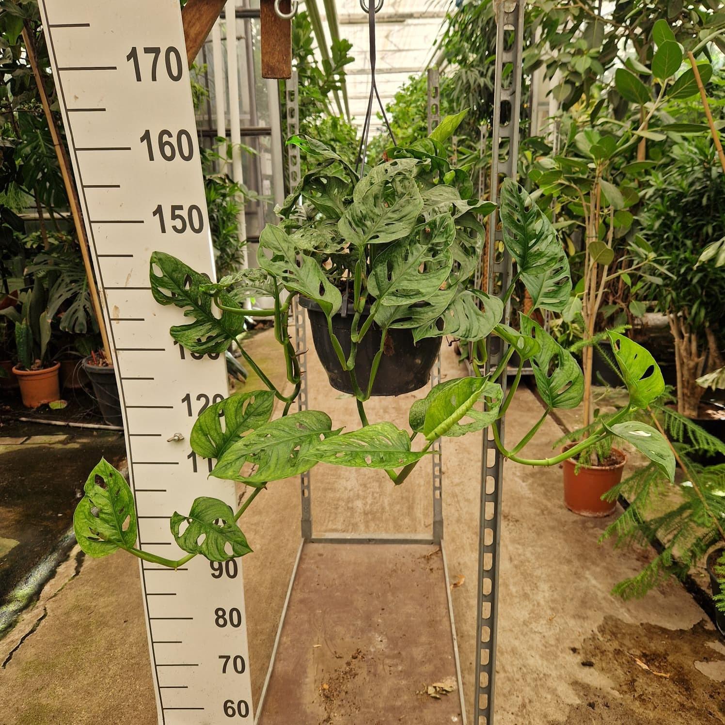 Горшечные цветы и растения оптом Monkeymask Hangplant T-100cm от 1шт из Голландии с доставкой по России