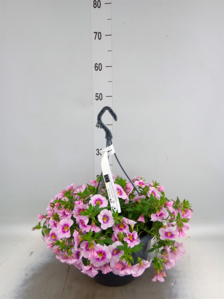 Горшечные цветы и растения оптом Calibrachoa   ...mix от 1шт из Голландии с доставкой по России