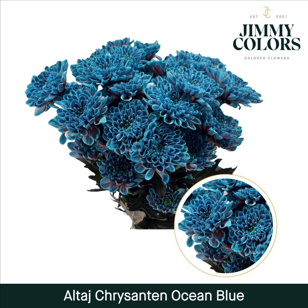 Срезанные цветы оптом Chrys sp paint altaj ocean blue от 40шт из Голландии с доставкой по России
