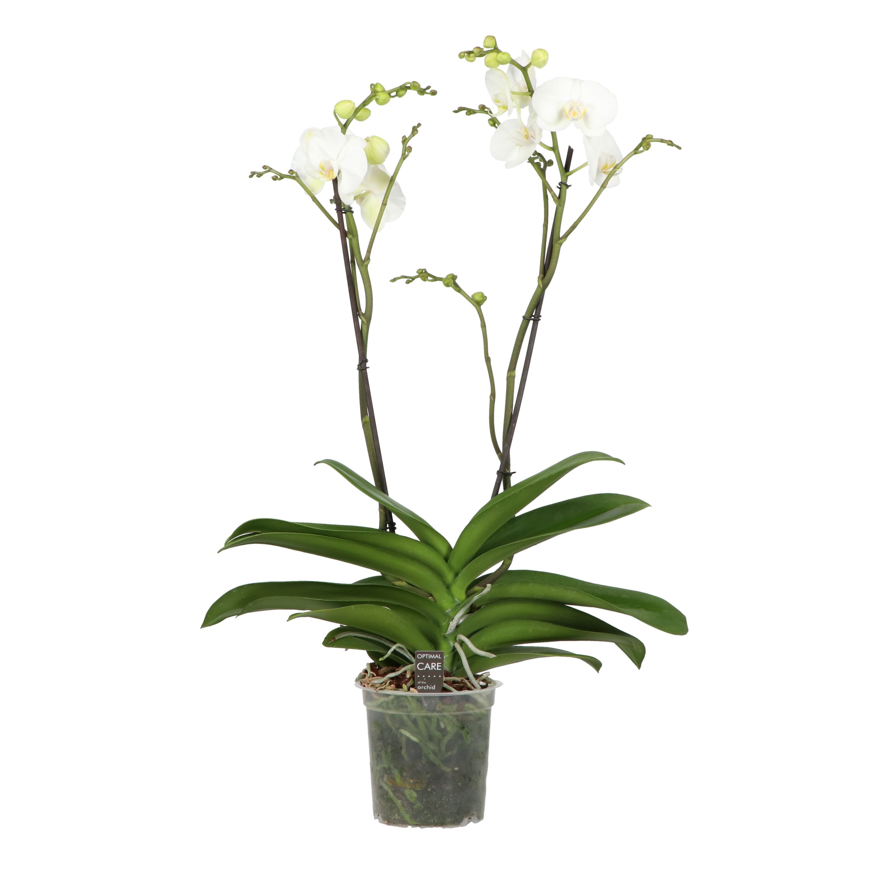 Горшечные цветы и растения оптом Phal 2st Queen Classico от 3шт из Голландии с доставкой по России