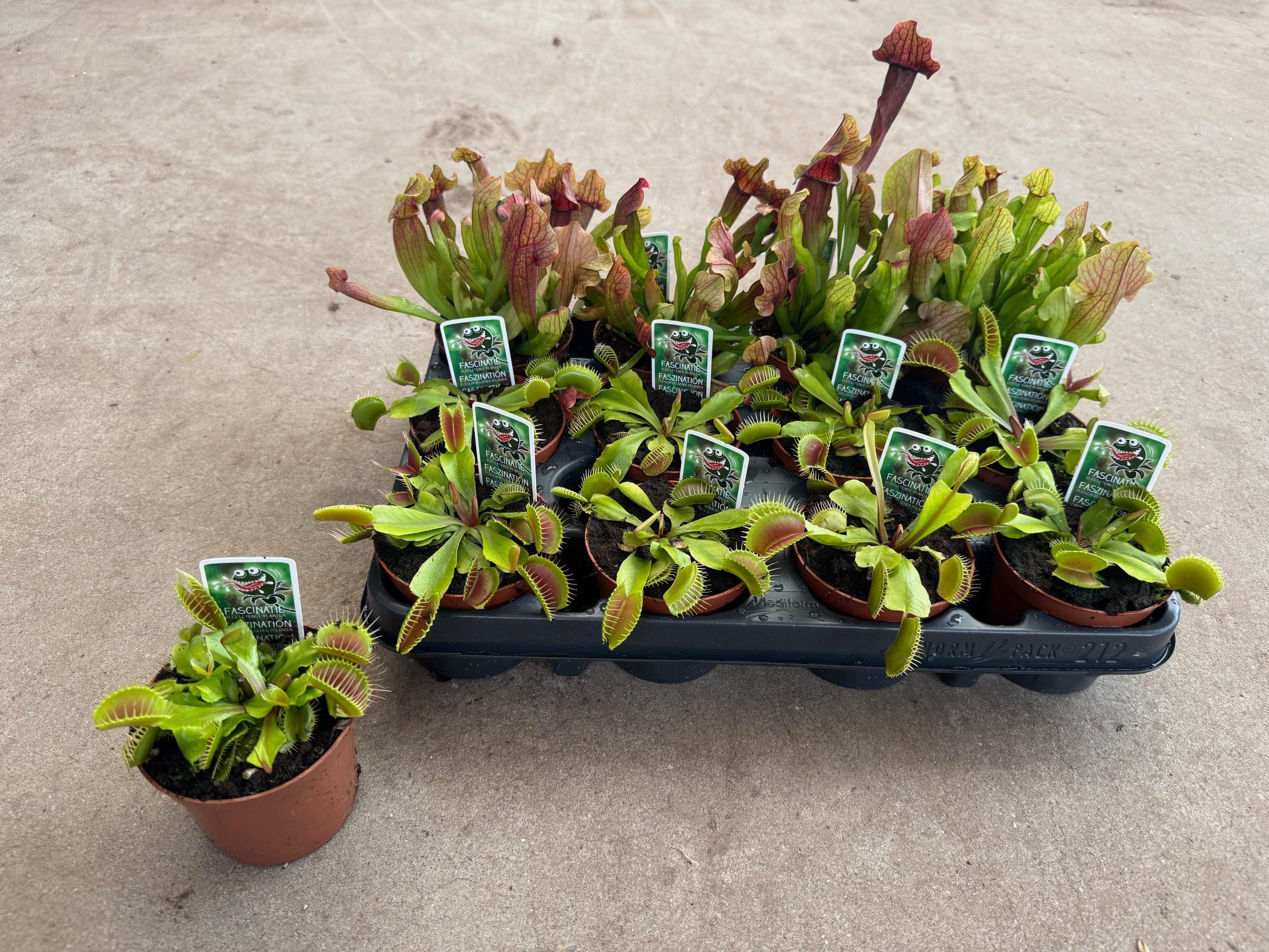 Горшечные цветы и растения оптом Vleesetende Planten от 12шт (для телеги) из Голландии с доставкой по России