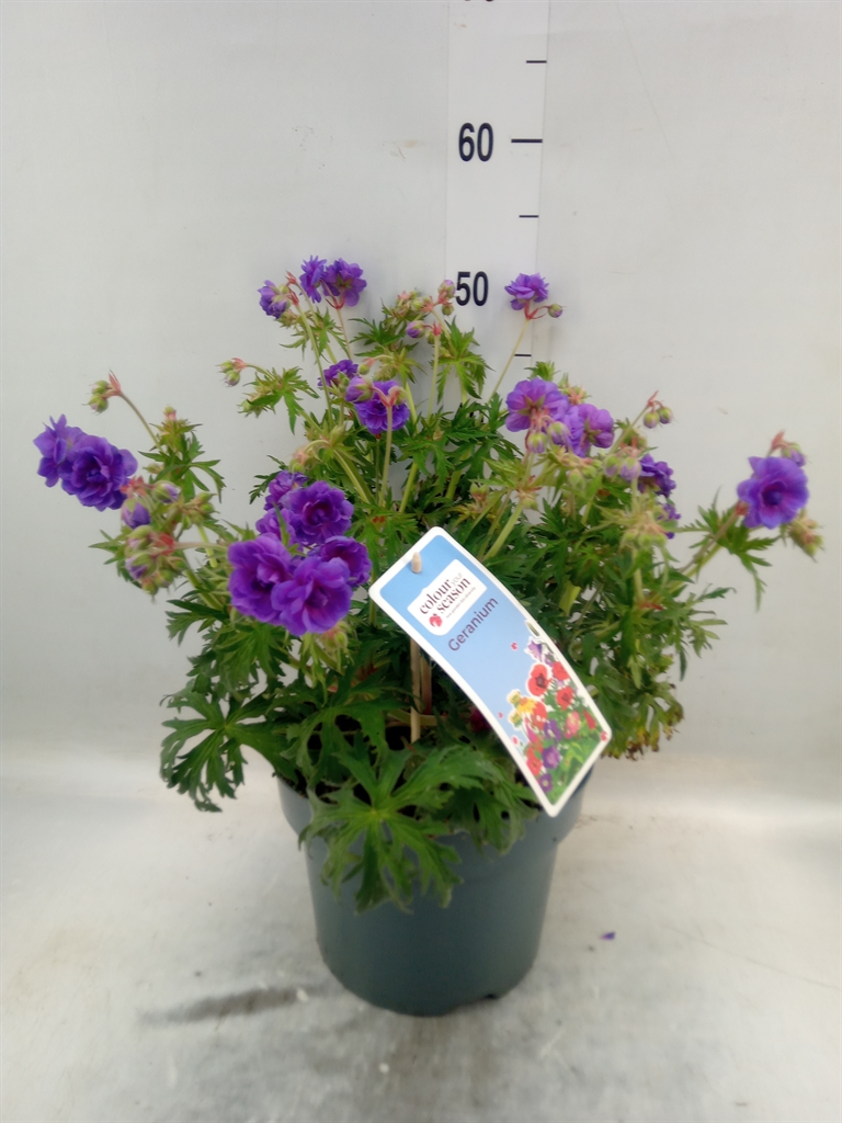 Горшечные цветы и растения оптом Geranium Pratense от 1шт из Голландии с доставкой по России