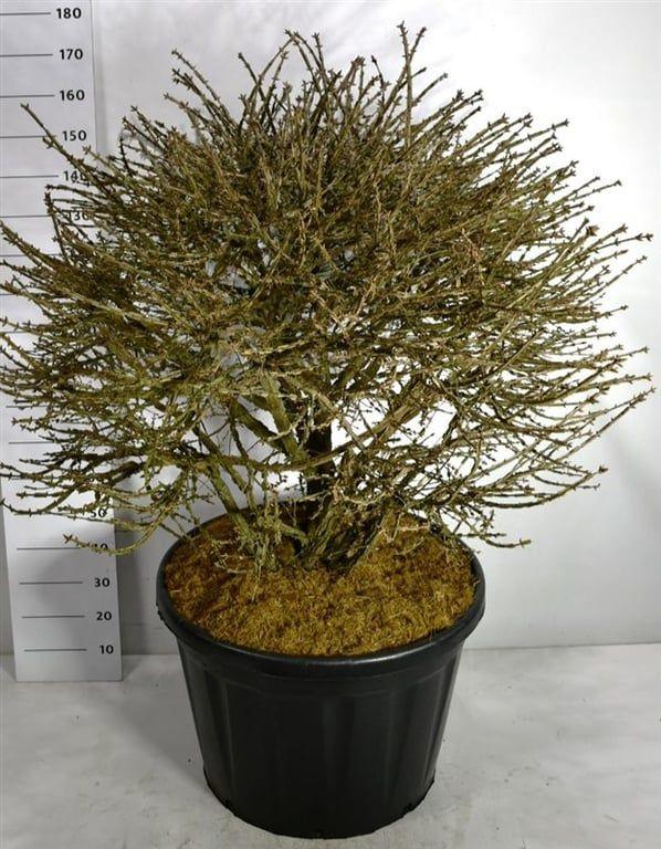 Горшечные цветы и растения оптом Euonymus Alatus от 1шт из Голландии с доставкой по России