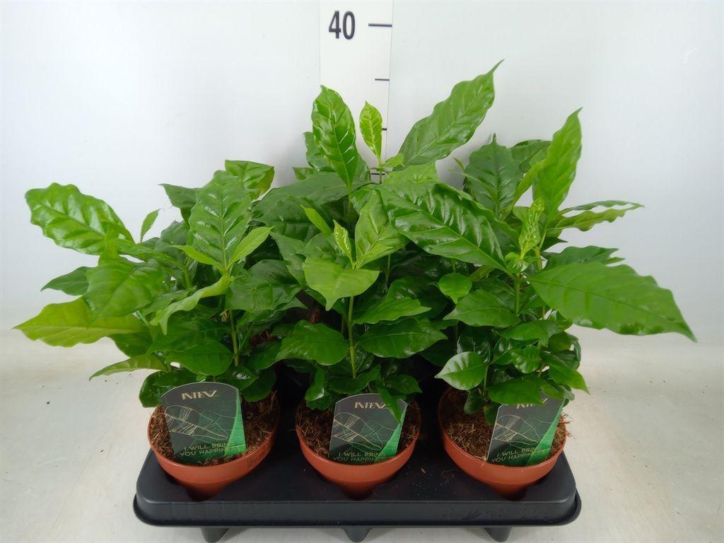 Горшечные цветы и растения оптом Coffea Arabica от 6шт из Голландии с доставкой по России