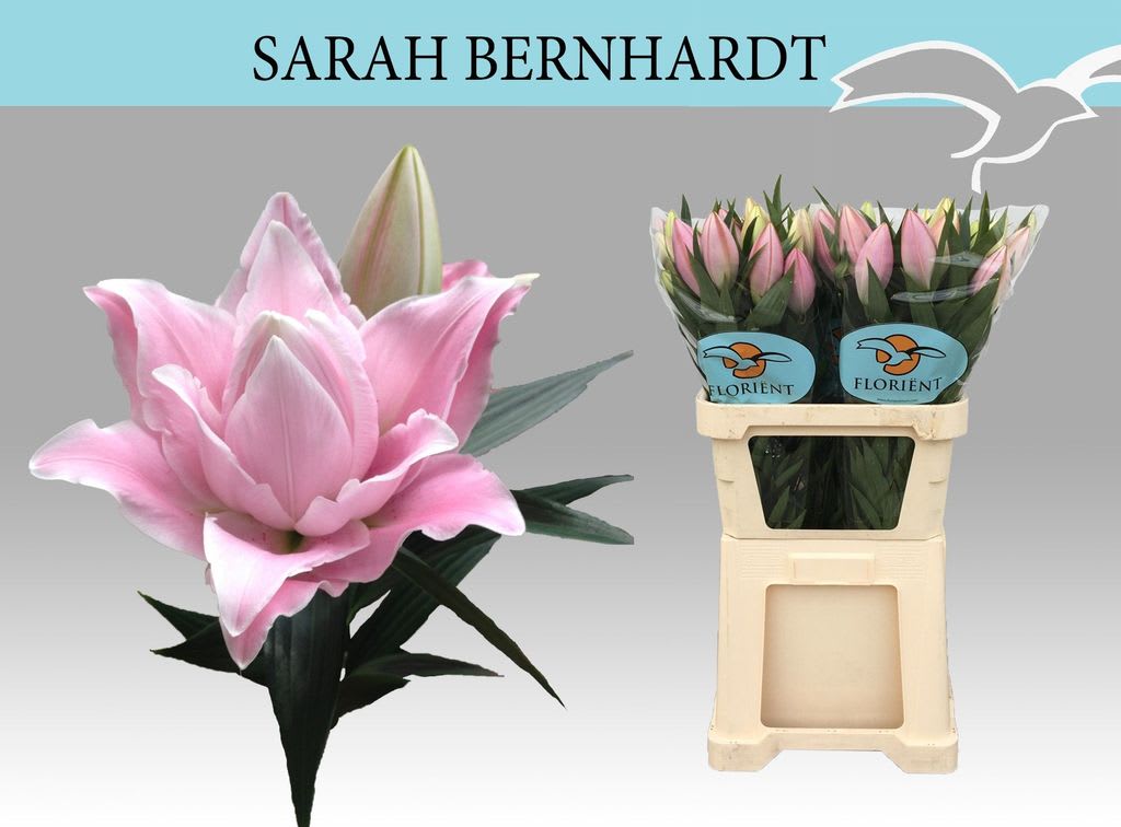 Срезанные цветы оптом Lilium or sarah bernhardt от 40шт из Голландии с доставкой по России