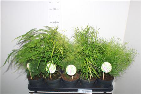 Горшечные цветы и растения оптом Aspar Gem от 10шт из Голландии с доставкой по России