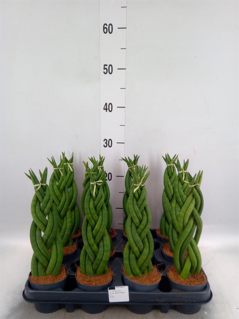 Горшечные цветы и растения оптом Sansevieria Cyl.  ... от 12шт (для телеги) из Голландии с доставкой по России