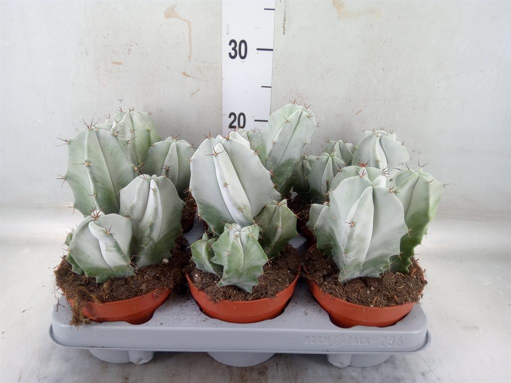 Горшечные цветы и растения оптом Cereus   ... от 6шт из Голландии с доставкой по России