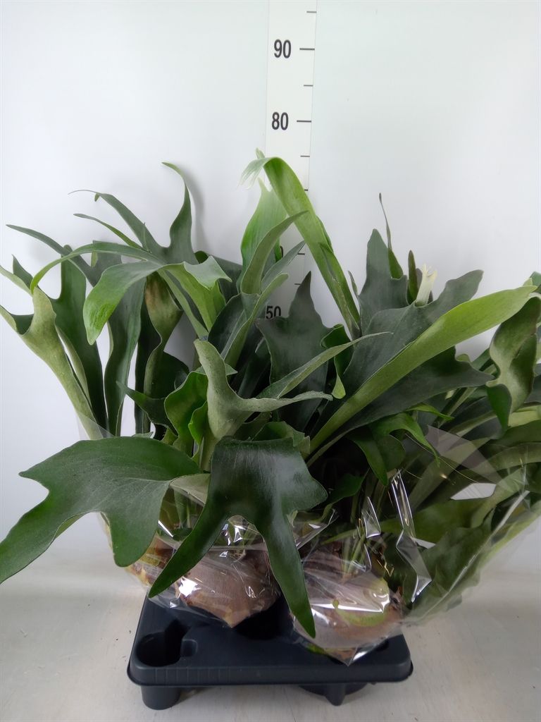 Горшечные цветы и растения оптом Platycerium Bifurc. от 2шт из Голландии с доставкой по России