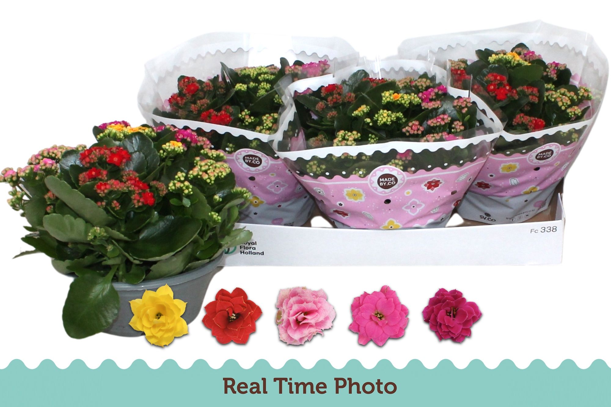 Горшечные цветы и растения оптом Kal Ge Gem I Pot от 3шт из Голландии с доставкой по России