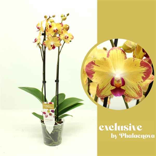Горшечные цветы и растения оптом Phal 2st Papagayo 14+ (phalaenova) от 10шт из Голландии с доставкой по России