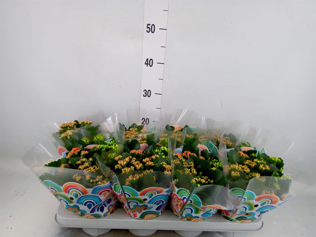 Горшечные цветы и растения оптом Kalanchoe Blos.   ..rosebud Mix/pot от 8шт из Голландии с доставкой по России