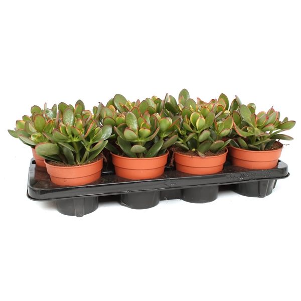 Горшечные цветы и растения оптом Crassula Sunset от 6шт из Голландии с доставкой по России