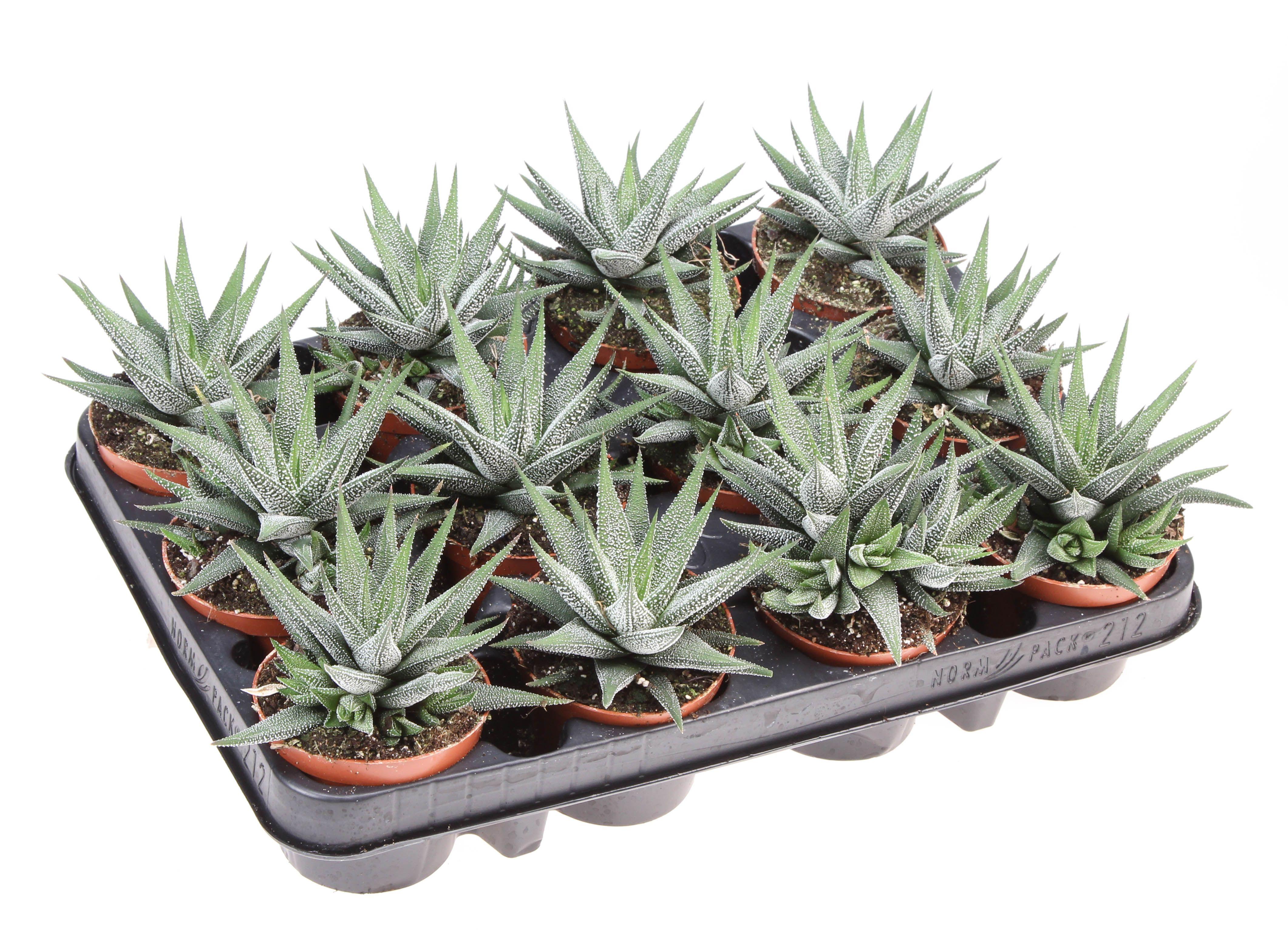 Горшечные цветы и растения оптом Haworthia Fasciata Concollor от 12шт (для телеги) из Голландии с доставкой по России