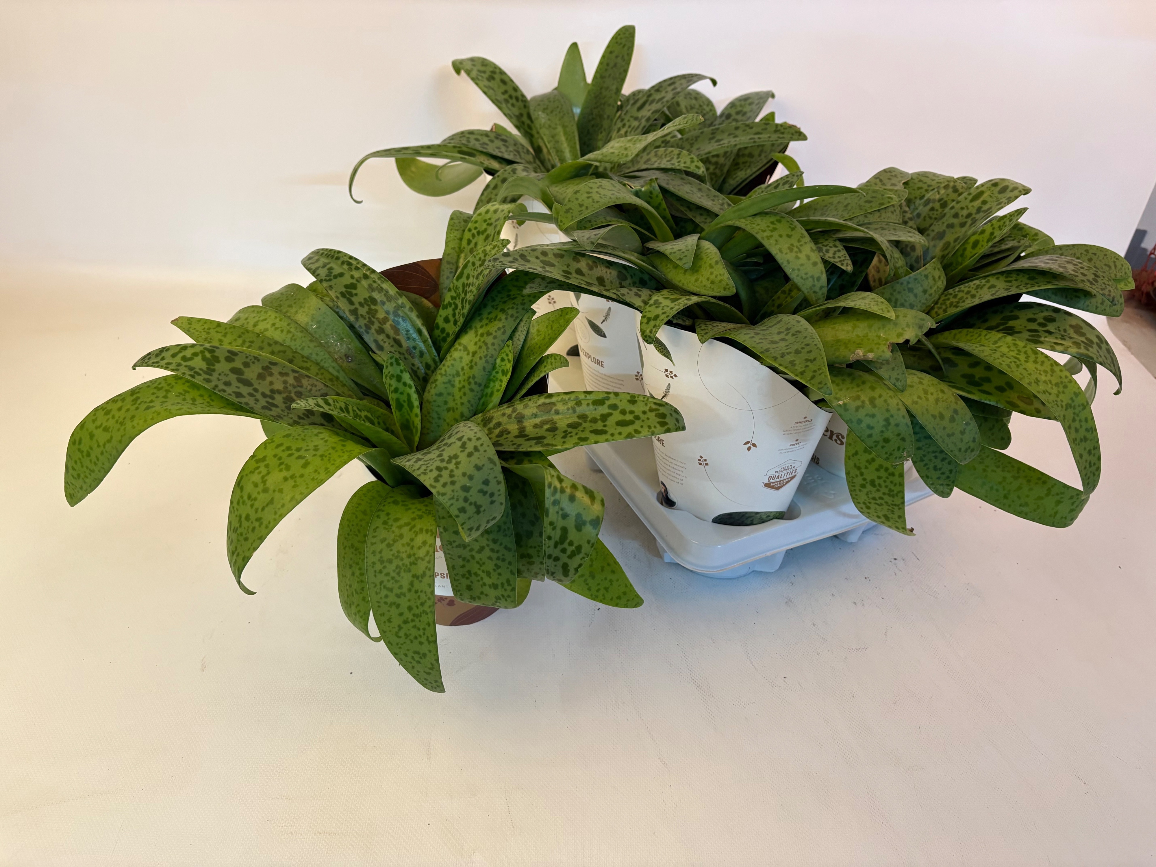 Горшечные цветы и растения оптом Drimiopsis Maculata от 6шт из Голландии с доставкой по России