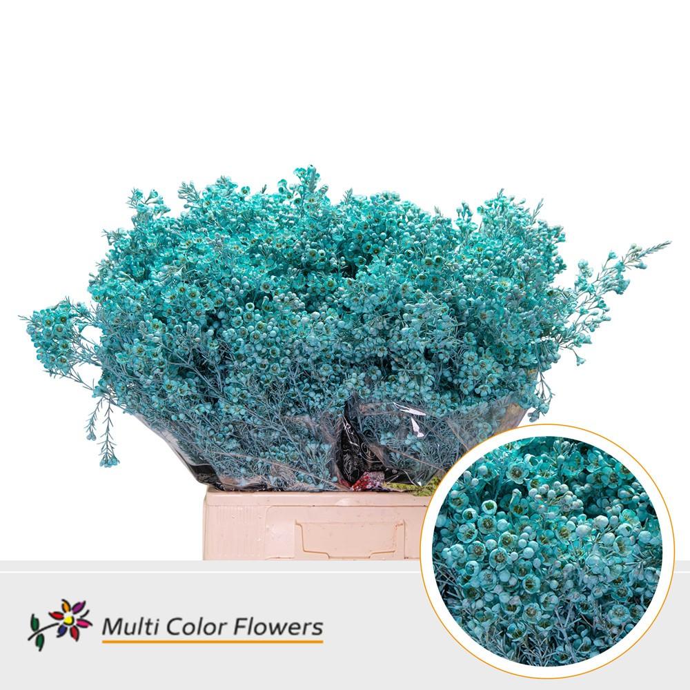 Срезанные цветы оптом Chamelaucium paint blue light от 100шт из Голландии с доставкой по России