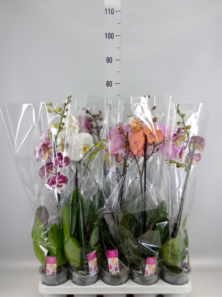 Горшечные цветы и растения оптом Phalaenopsis   ...mix от 10шт' из Голландии с доставкой по России