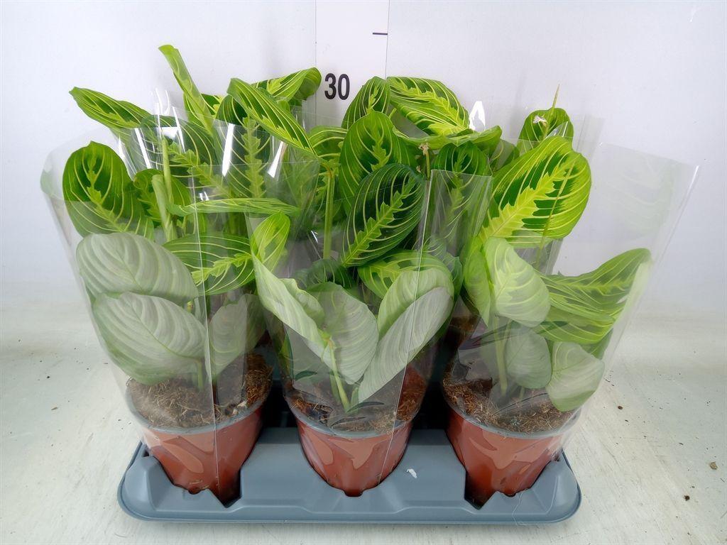 Горшечные цветы и растения оптом Maranta Leuc.   ... от 6шт из Голландии с доставкой по России