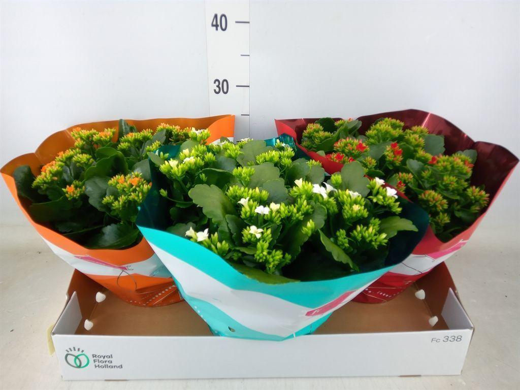 Горшечные цветы и растения оптом Kalanchoe Blos.   ..mix 4 от 3шт из Голландии с доставкой по России