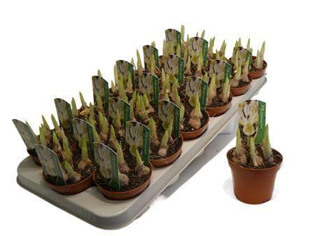 Горшечные цветы и растения оптом Iris Katharina Gold от 18шт (для телеги) из Голландии с доставкой по России