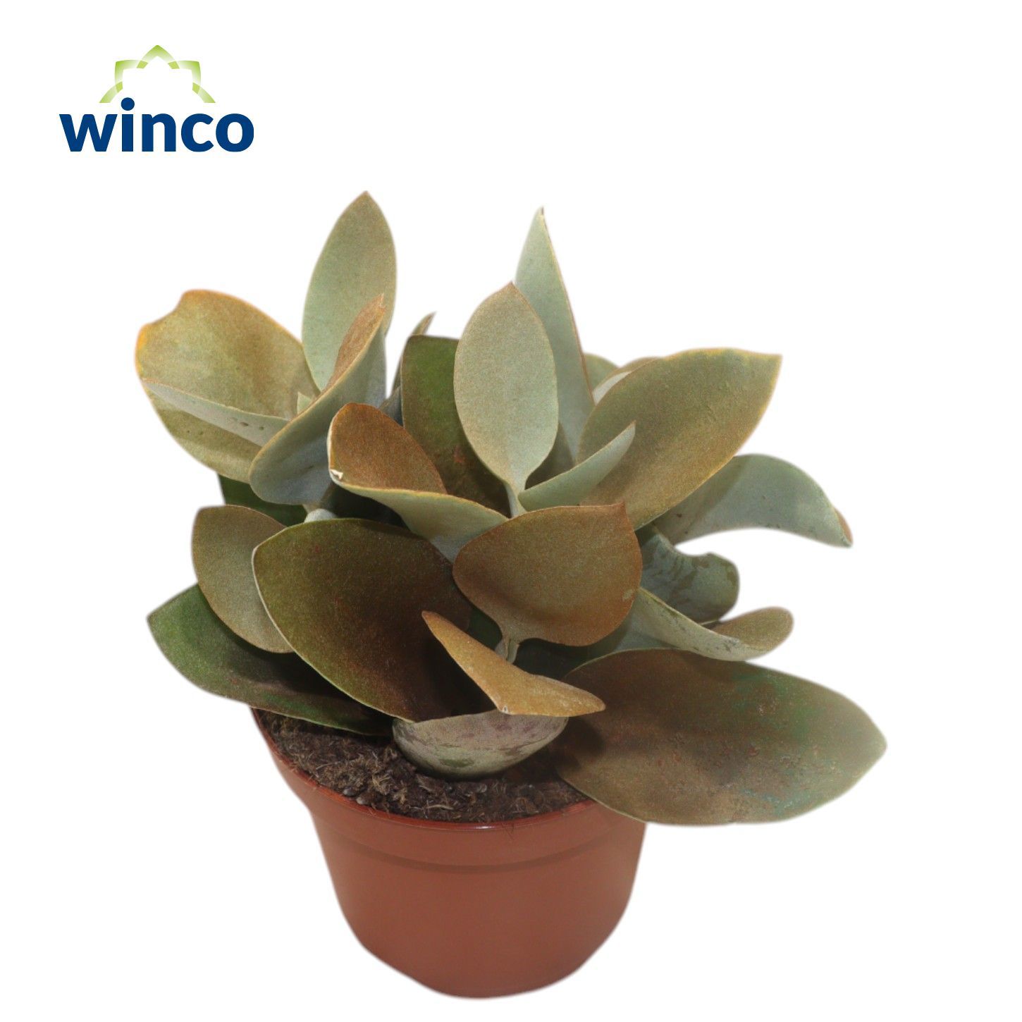 Горшечные цветы и растения оптом Kalanchoe Orgyalis от 9шт из Голландии с доставкой по России